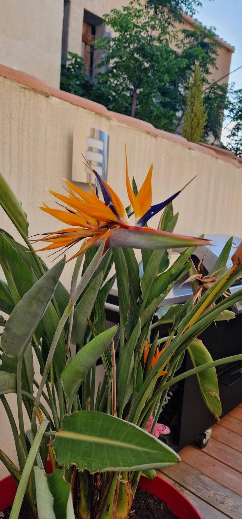 L'Oiseau Du Paradis Narbonne Kültér fotó